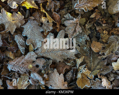 Trasformata per forte gradiente gelo su marrone leafs giacente sul terreno in una foresta Foto Stock