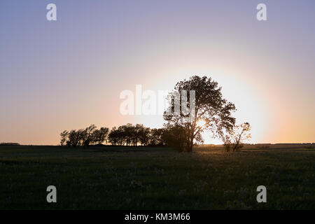 Tranquillo rurale scena con sagome di alberi all'orizzonte su una collina contro il cielo al tramonto in flint hills, Kansas, Stati Uniti d'America Foto Stock