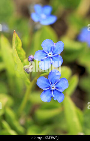 Fiori blu di omphalodes verna, noto anche con i nomi comuni creeping ombelico di Venere o blue-eyed maria, chiudere fino a primavera Foto Stock