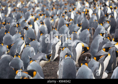 Re pinguini sulla spiaggia di volontariato nelle Isole Falkland Foto Stock