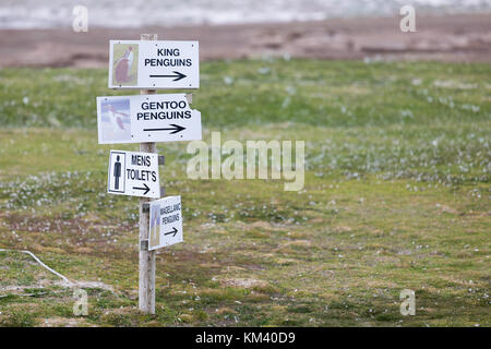 Re pinguini sulla spiaggia di volontariato nelle Isole Falkland Foto Stock