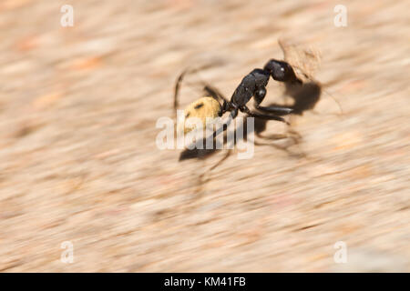 Un deserto ant è convogliare un po' di pietra per il suo nido, karoo deserto, sud africa. Foto Stock