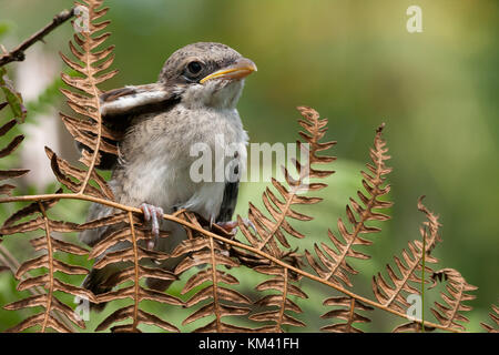 Pulcino di un rosso backed shrike (Lanius collurio) appena fuori del nido è in attesa di cibo. L'Italia. Foto Stock
