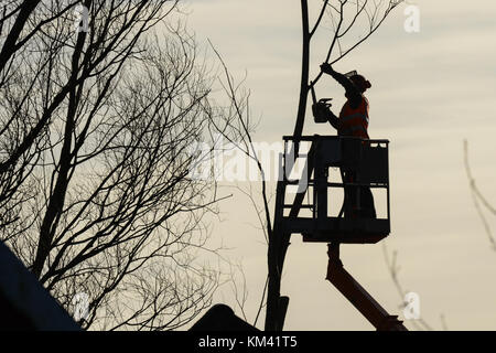 Scalatore ad albero con sega e cablaggio, lumberjack al lavoro Foto Stock