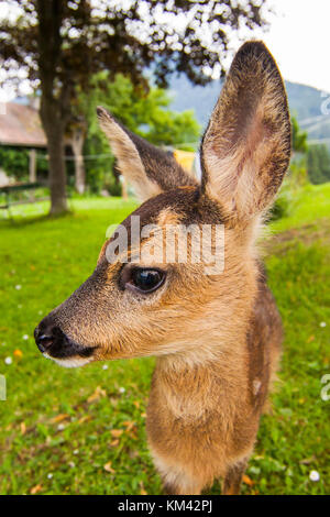 Giovani cervi Foto Stock