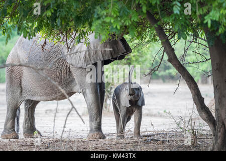 Un bimbo piccolo elefante, vicino a sua madre, solleva il suo tronco, cercando di raggiungere le foglie verdi a mangiare, a Mana Pools Game Reserve, nord dello Zimbabwe Foto Stock
