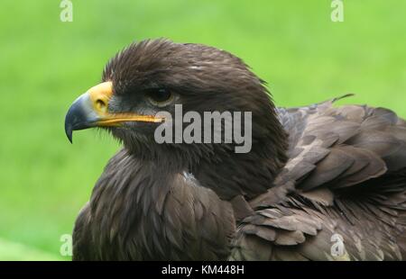 Centrale di steppa asiatica eagle (Aquila nipalensis), primo piano della testa. Foto Stock