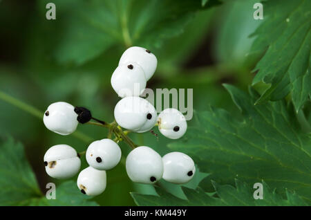 Red baneberry (modulo bianco) (actaea rubra alba) cresce nella foresta boreale, isola royal national park Foto Stock