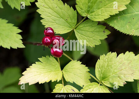 Red baneberry (actaea rubra) cresce nella foresta boreale, isola royal national park Foto Stock