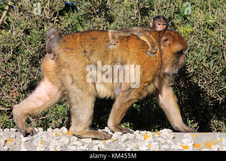 Un Barbary macaque madre e neonato presso la Rocca di Gibilterra Foto Stock