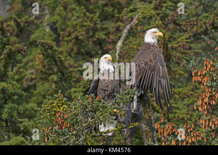 Due aquile calve in una struttura ad albero di abete rosso in valdez braccio del Prince William Sound in Alaska Foto Stock