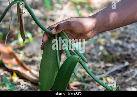 Freschi coltivati di baccelli di vaniglia (Vanilla planifolia) tenuto in una mano del coltivatore malgascio. pangalanes canale, toamasina, Madagascar, africa. Foto Stock