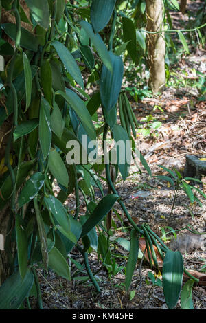 Freschi coltivati di baccelli di vaniglia (Vanilla planifolia). pangalanes canale, toamasina, Madagascar, africa. Foto Stock