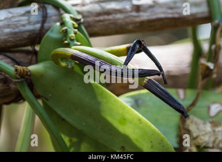 Coltivate, semi-essiccata di baccelli di vaniglia (Vanilla planifolia). pangalanes canale, toamasina, Madagascar, africa. Foto Stock