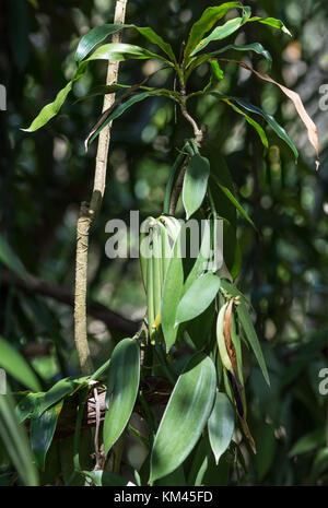 Freschi coltivati di baccelli di vaniglia (Vanilla planifolia). pangalanes canale, toamasina, Madagascar, africa. Foto Stock