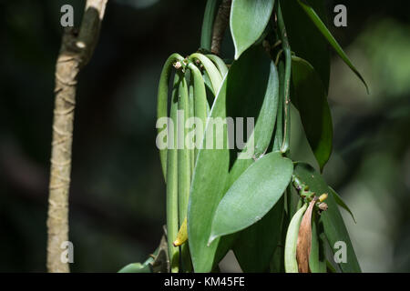 Freschi coltivati di baccelli di vaniglia (Vanilla planifolia). pangalanes canale, toamasina, Madagascar, africa. Foto Stock