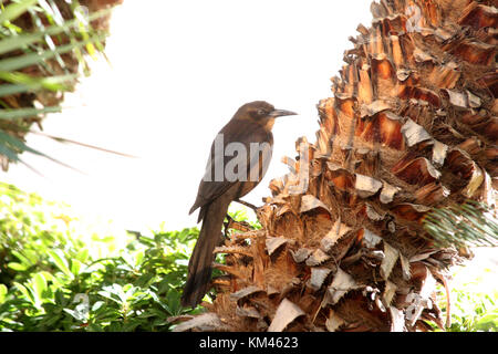 Say's phoebe uccello su palma tronco in Nevada, Stati Uniti Foto Stock