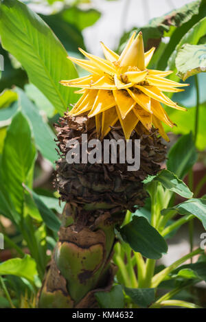 Musella lasiocarpa fiore giallo da un nano cinese banana tree ha anche chiamato golden lotus con foglie verdi in background, Chengdu Cina Foto Stock