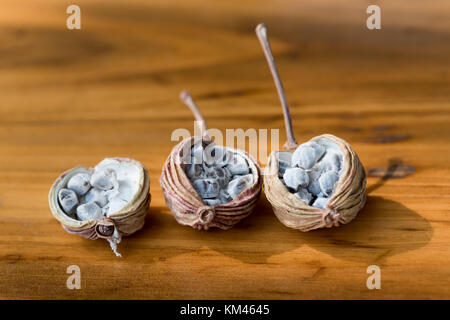 Amomum villosum lour essiccato frutti aperti su un tavolo di legno, Chengdu Cina Foto Stock