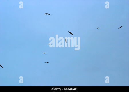 Cicogne che si innalzano nel cielo Foto Stock