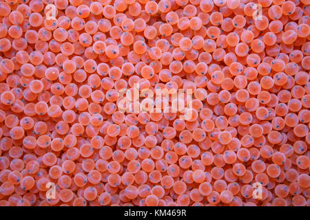 Migliaia di wild Chinook di uova di salmone nell'uovo eyed stadio della vita. Foto Stock