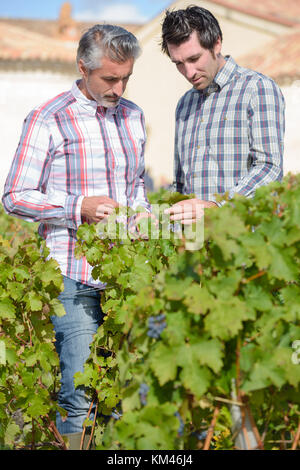 Vintners in paglia francese esaminando l'uva durante la vendemmia Foto Stock