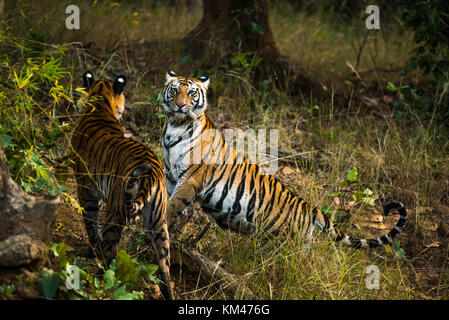 Una tigre del Bengala da bandhavgarh national park, India Foto Stock