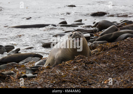 Appoggio elefante meridionale le guarnizioni sulla Sea Lion Island Foto Stock