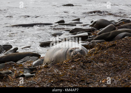 Appoggio elefante meridionale le guarnizioni sulla Sea Lion Island Foto Stock