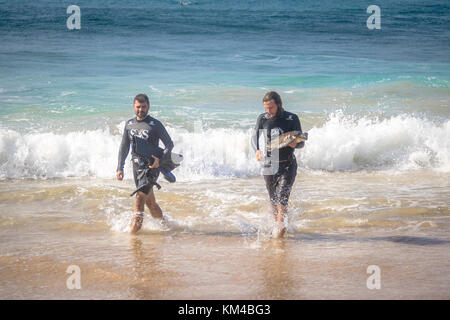 Acquisizione scientifica di tartarughe di mare dal progetto Tamar (Projeto Tamar) a Praia do boldro - Fernando de Noronha, Pernambuco, Brasile Foto Stock