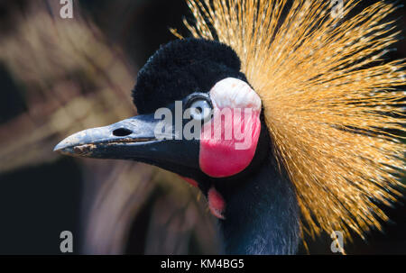 Primo piano Ritratto della gru coronata Foto Stock