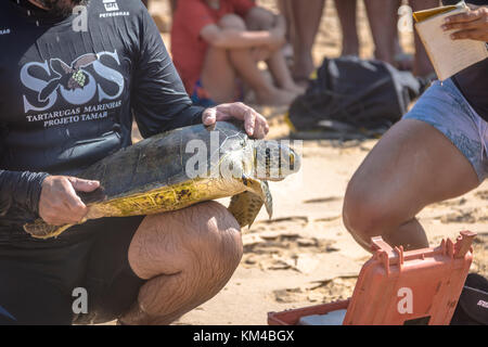 Acquisizione scientifica di tartarughe di mare dal progetto Tamar (Projeto Tamar) a Praia do boldro - Fernando de Noronha, Pernambuco, Brasile Foto Stock