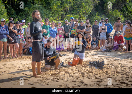 Acquisizione scientifica di tartarughe di mare dal progetto Tamar (Projeto Tamar) a Praia do boldro - Fernando de Noronha, Pernambuco, Brasile Foto Stock