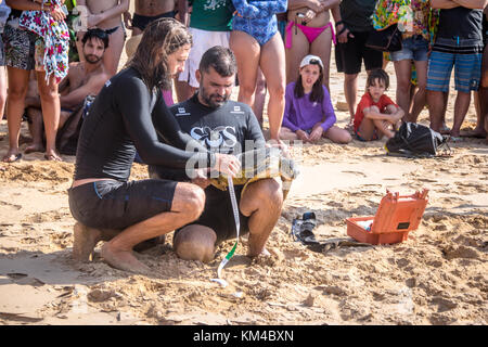 Acquisizione scientifica di tartarughe di mare dal progetto Tamar (Projeto Tamar) a Praia do boldro - Fernando de Noronha, Pernambuco, Brasile Foto Stock