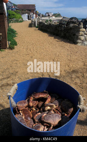 Granchi freschi catturati sulla spiaggia di Steephill Cove, nr Ventnor, Isle of Wight, Hampshire, Inghilterra Foto Stock