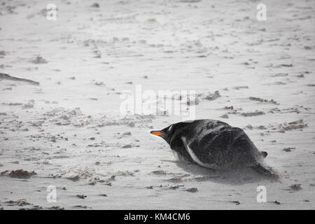 I pinguini Gentoo on Sea Lion Island Foto Stock