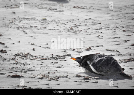 I pinguini Gentoo on Sea Lion Island Foto Stock