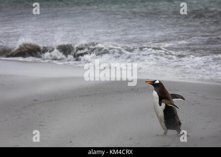 I pinguini Gentoo on Sea Lion Island Foto Stock
