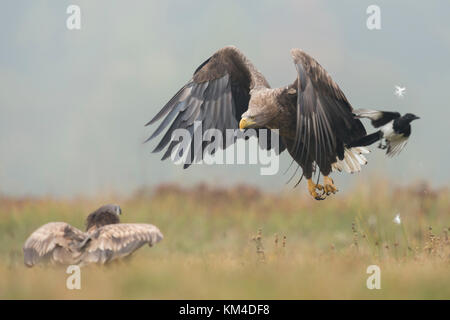 Aquila dalla coda bianca / Aquila di mare ( Haliaeetus albicilla ), adulto in attacchi di volo, inseguire un giovane seduto a terra, fauna selvatica, Europa. Foto Stock