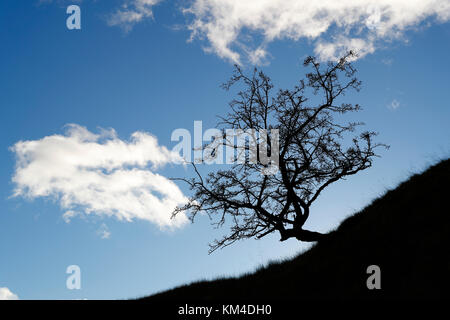 Albero di biancospino, Crataegus monogyna, su una collina che crea una silhouette drammatica, l'effetto iniziale è dovuto all'esposizione della fotocamera per uno sfondo più luminoso Foto Stock