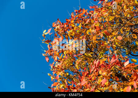 Primo piano di foglie in pieno colore di autunno una miscela di rosso , giallo ed arancione foglie con spazio di copia