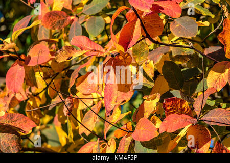 Primo piano di foglie in pieno colore di autunno una miscela di rosso , arancio e foglie di giallo Foto Stock