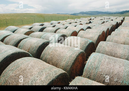 Avvolti rotondo balle di fieno in file ordinate nella prateria in montana. Foto Stock