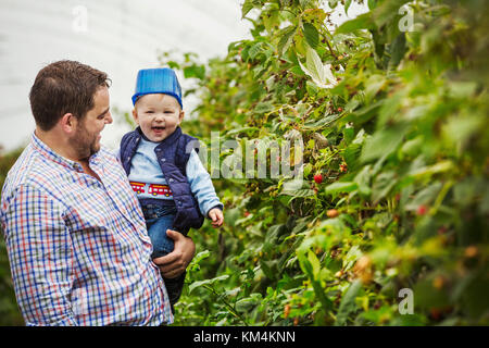 Un uomo adulto e un bambino in un polytunnel tra frutta morbida boccole picking autunno lamponi. bambino con una materia plastica blu cestella sul suo capo. Foto Stock