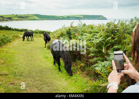 Una donna di prendere una fotografia di tre pony selvatici su un percorso di pascolare su bracken, sulla costa. Foto Stock