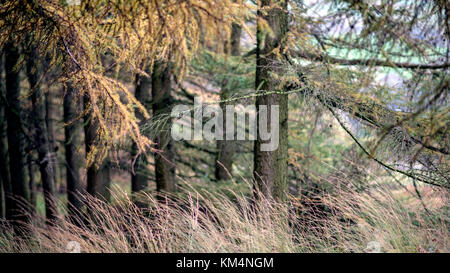 Dettaglio della foresta Foto Stock