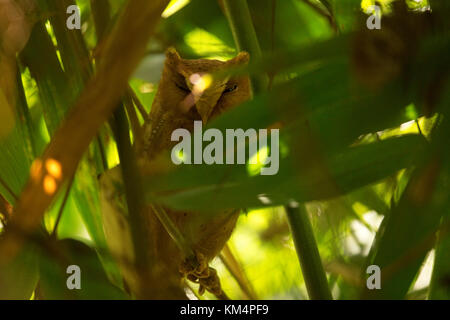 Serendib Assiolo (Otus thilohoffmanni) Foto Stock