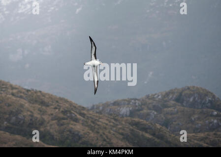 Nero-browed Albatross nel sud del Cile Foto Stock