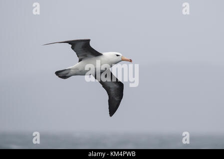 Nero-browed Albatross nel sud del Cile Foto Stock