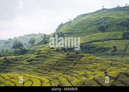 La piantagione di tè da strada in Bandung Foto Stock